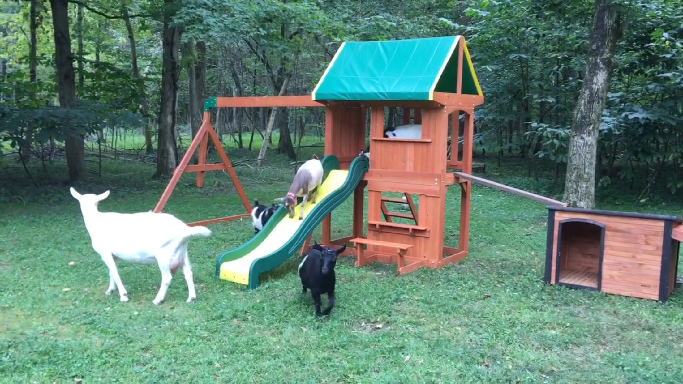 Honey Sweetie Acres, Goshen Ohio Certified Humane