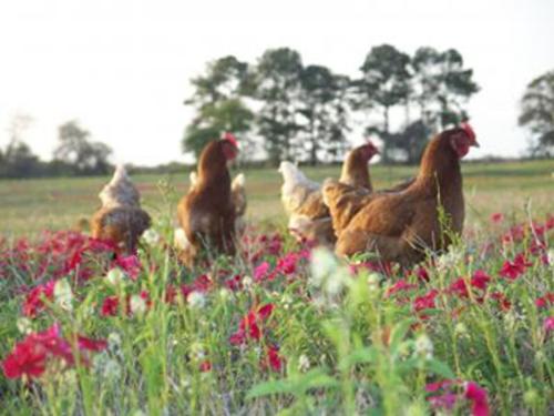 What Does Free-Range Mean for the Animals?