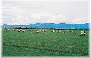 Anderson Ranches 2