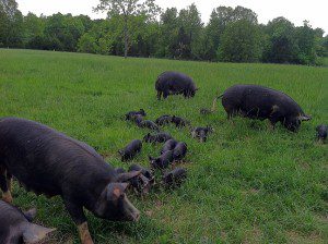 Circle B Pigs & Piglets