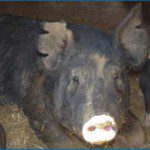 farrowing systems
