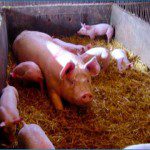 farrowing systems