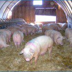 space for gestating sows