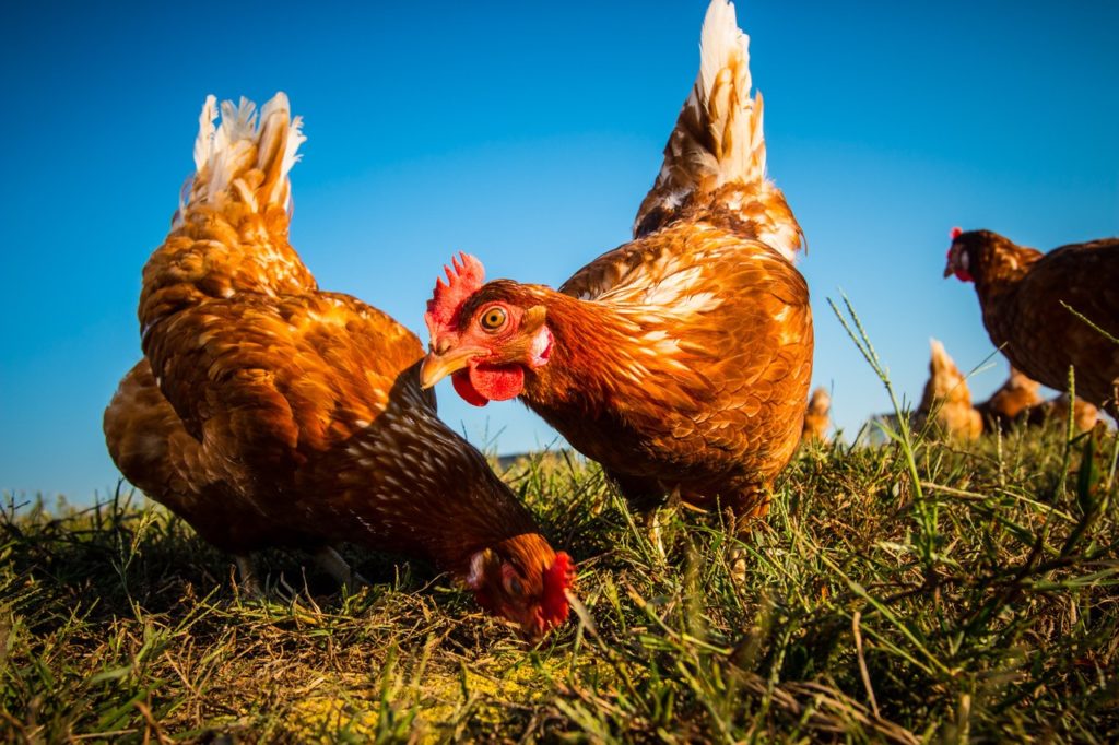 close-up-chickens-on-pasture