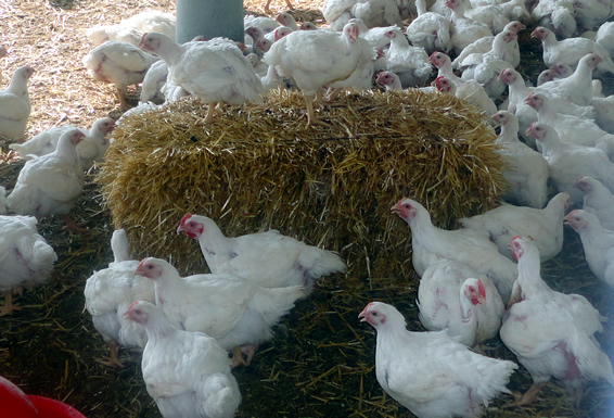 How we treat farm animals matter - Certified Humane