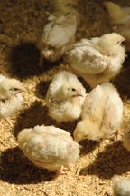 baby chicks for united egg producers eblast