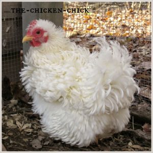 after-molting-white-hen