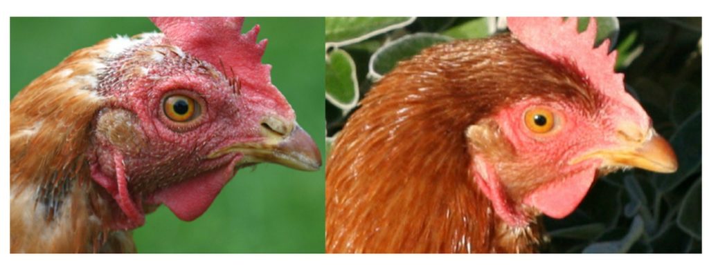 This image shows a chicken’s head in molt and after molt is complete. It’s easy to see why the chicken on the left might appear sickly to someone not trained in poultry care. Even though they look bad, this before and after picture clearly shows the physical differences chickens undergo during molt. (Source: https://web.extension.illinois.edu/lms/downloads/60526.pdf)