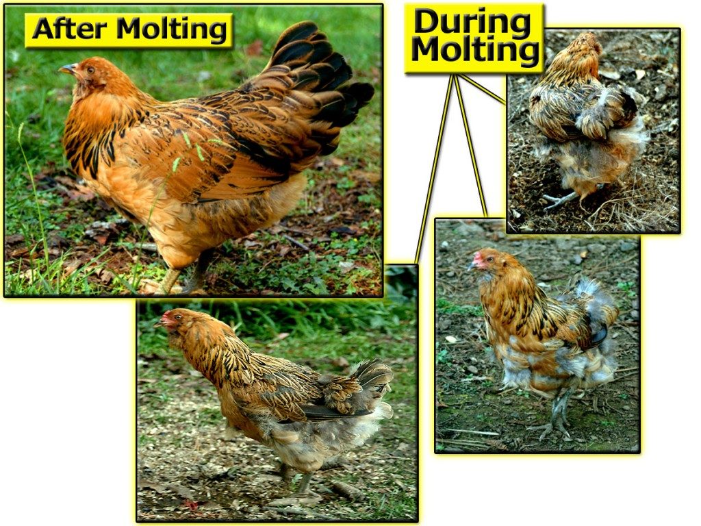 before-and-after-molting-hub-pages