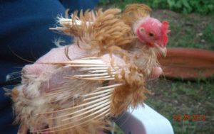 chickenmolting-goodlifepermaculture