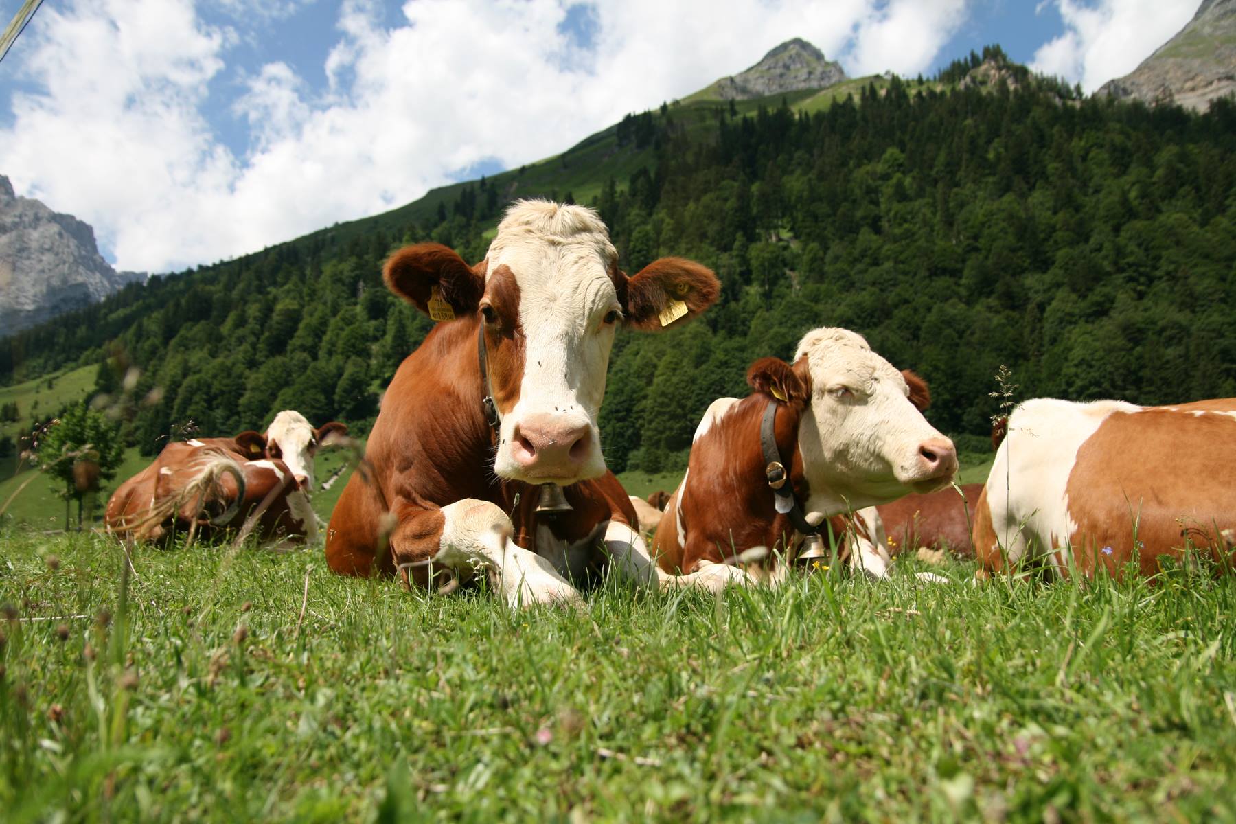 21st century brings more awareness of farm animal welfare - Certified Humane