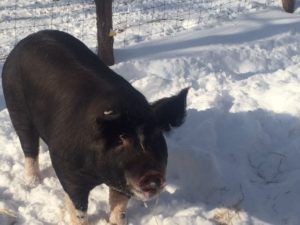 Broad Brook - pigs-snow