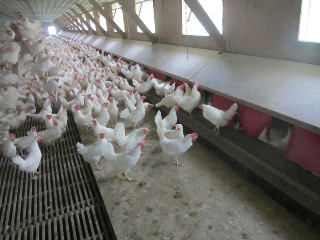 What Makes Certified Humane CageFree Eggs Different? Certified Humane