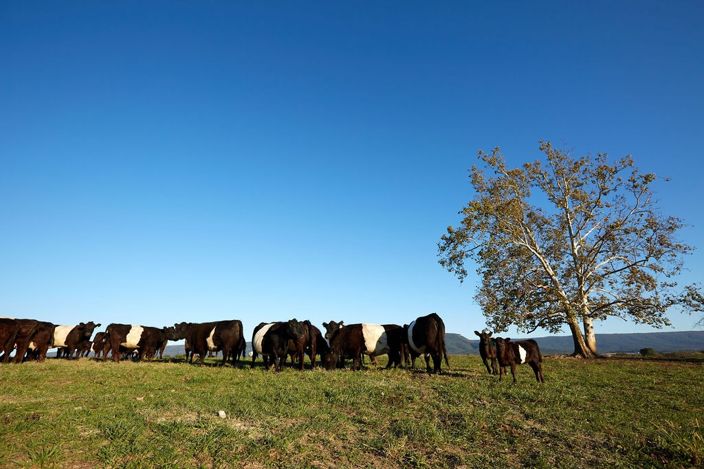 Caanon Ridge Farm Cannon Hill Farm, Mount Jackson, VA - Certified Humane