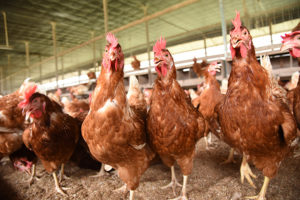 3 brown chickens from Chew's Agriculture in Singapore