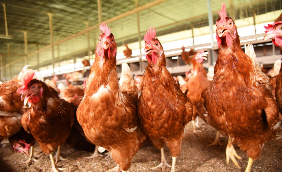 Certified Humane - A Project of Humane Farm Animal Care