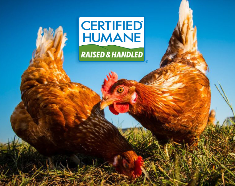 All about Egg Labels - Certified Humane