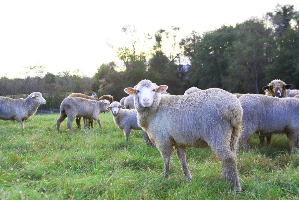 Certified Humane A Project of Humane Farm Animal Care