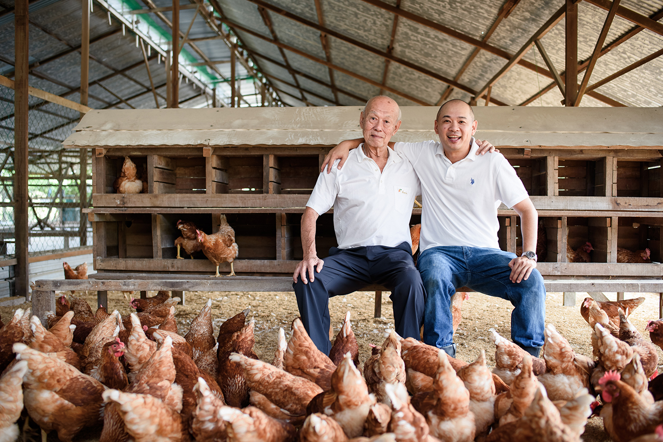 Chicken farmer inspecting a chicken on a Freedom Food certified