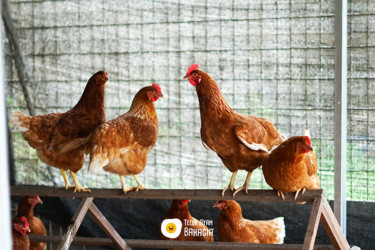 CSRWire - Just Bare(R) Chicken Adds American Humane Certified(R) Farm  Program Endorsement